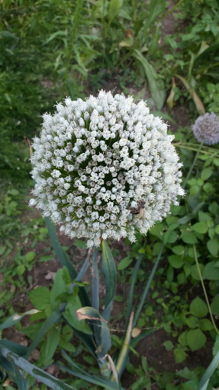 Onion