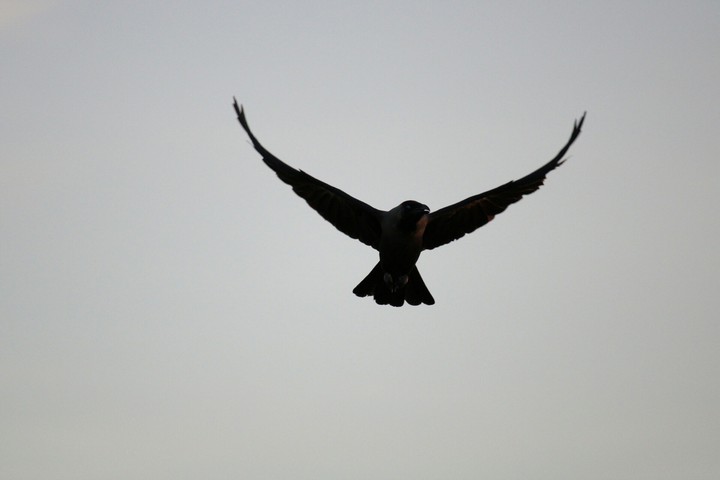 bird flying