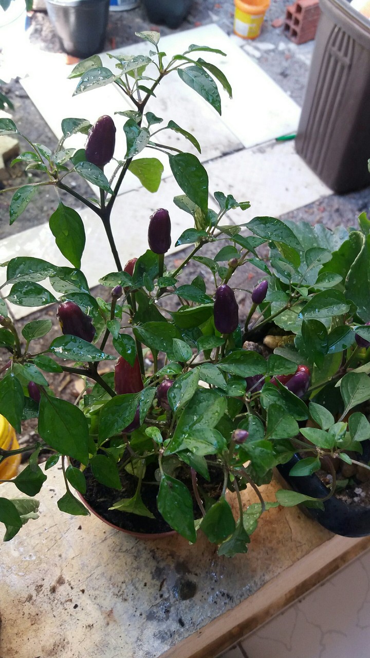 Pimenta