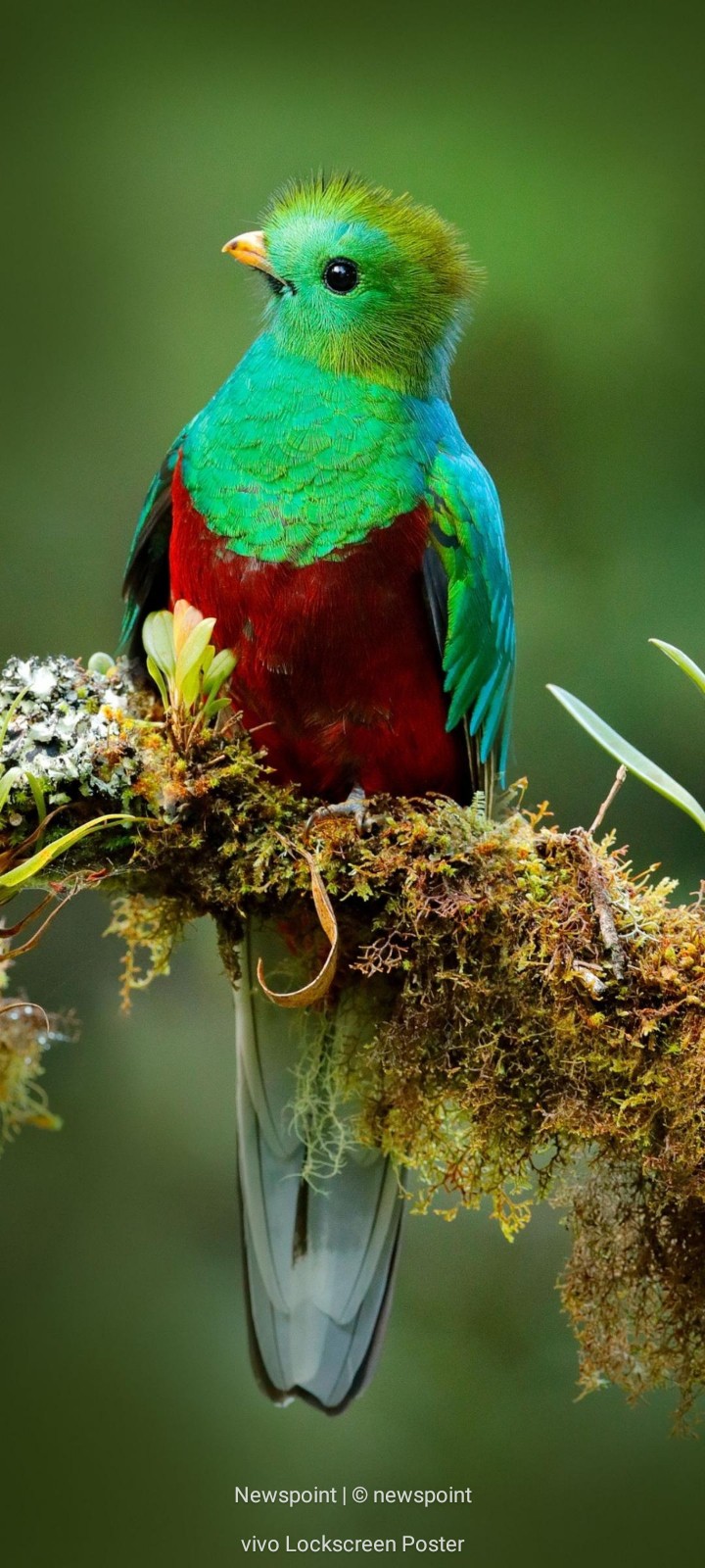 birde