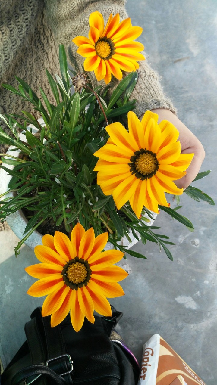 Beautiful flowers