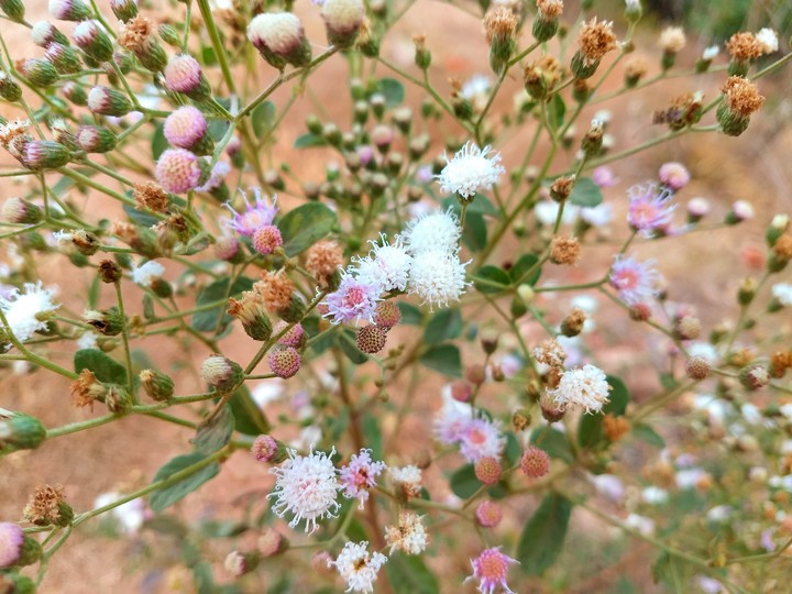 #flower