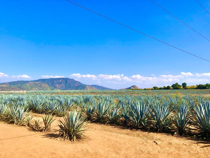 Sembradíos de Maguey