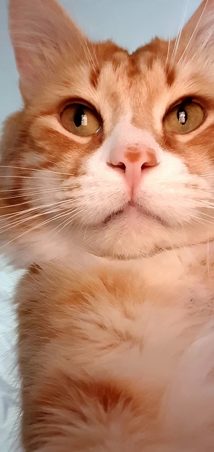 wonderful cat