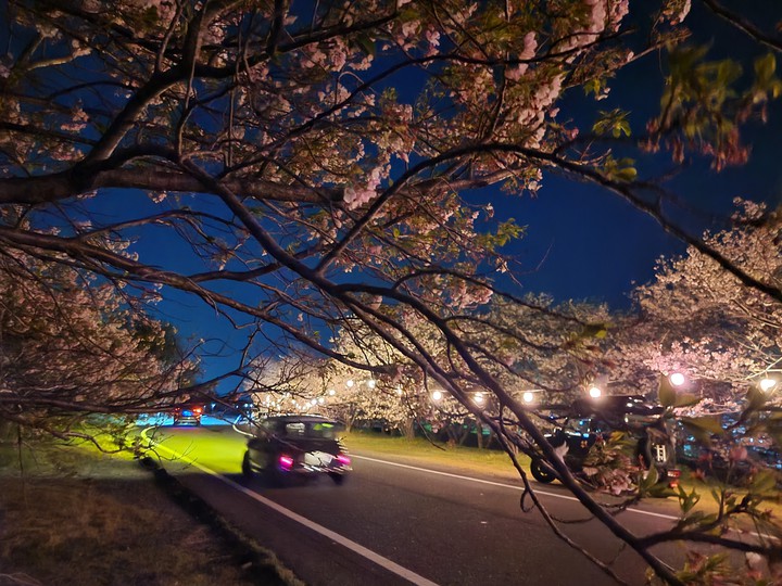 日本の夜の不思議な桜並木・・・・