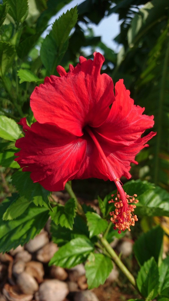 Hibiscus flower