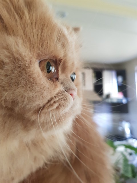 Persian cat
