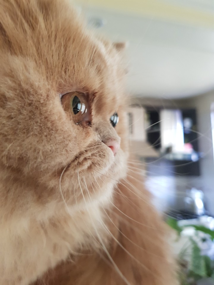 Persian cat