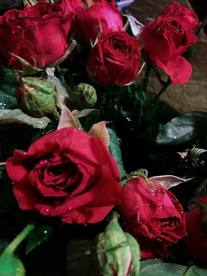 Roses