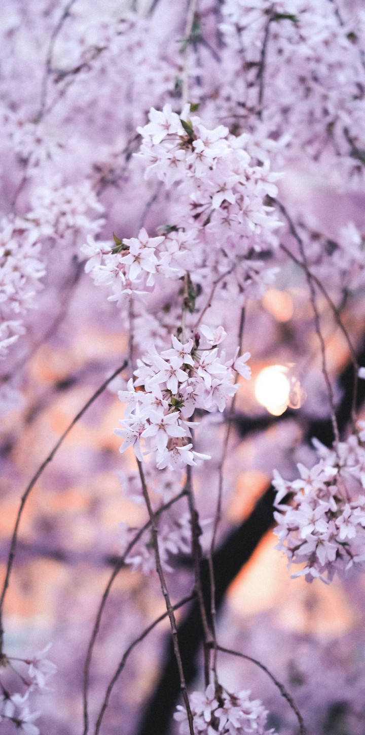 ♥
