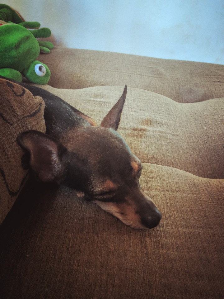 Dog  