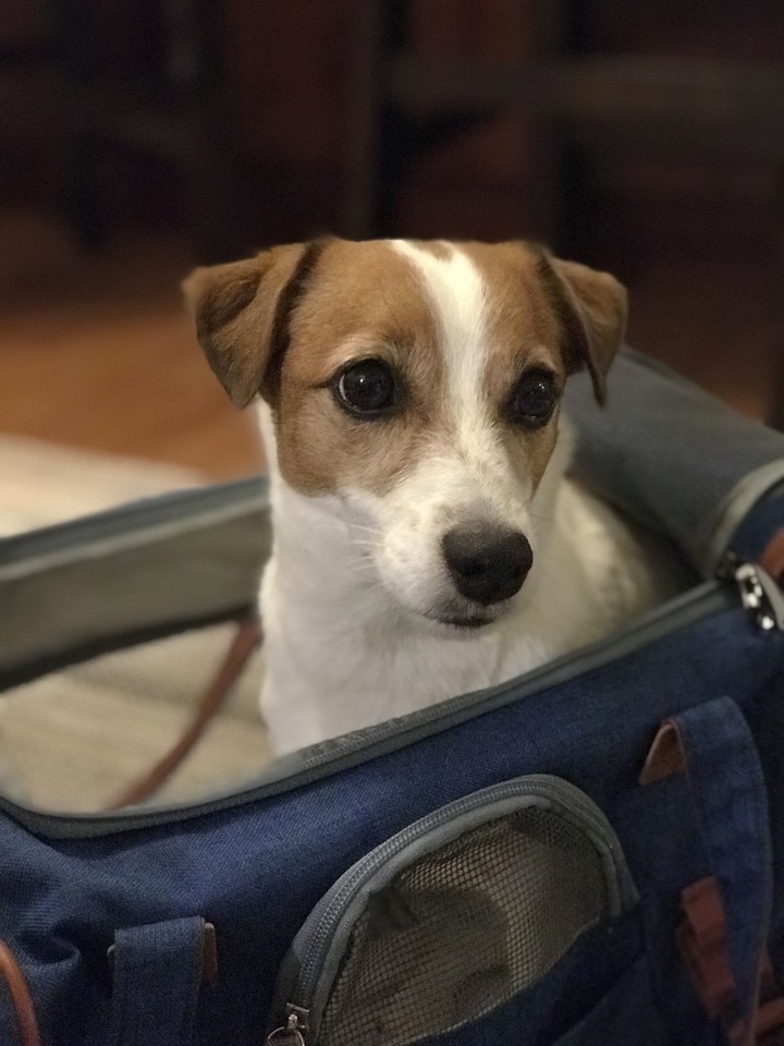 ポートレート