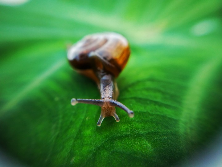 snail