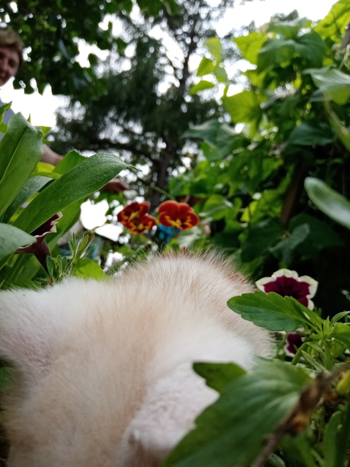 маленький садовник