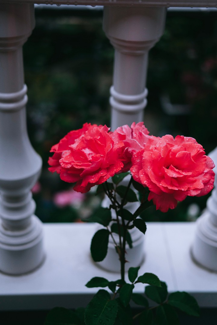 Red rose