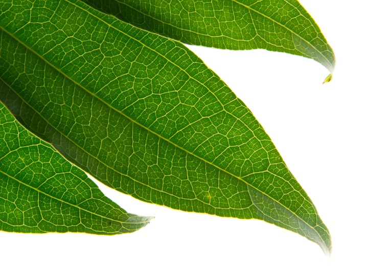 Green Leaf