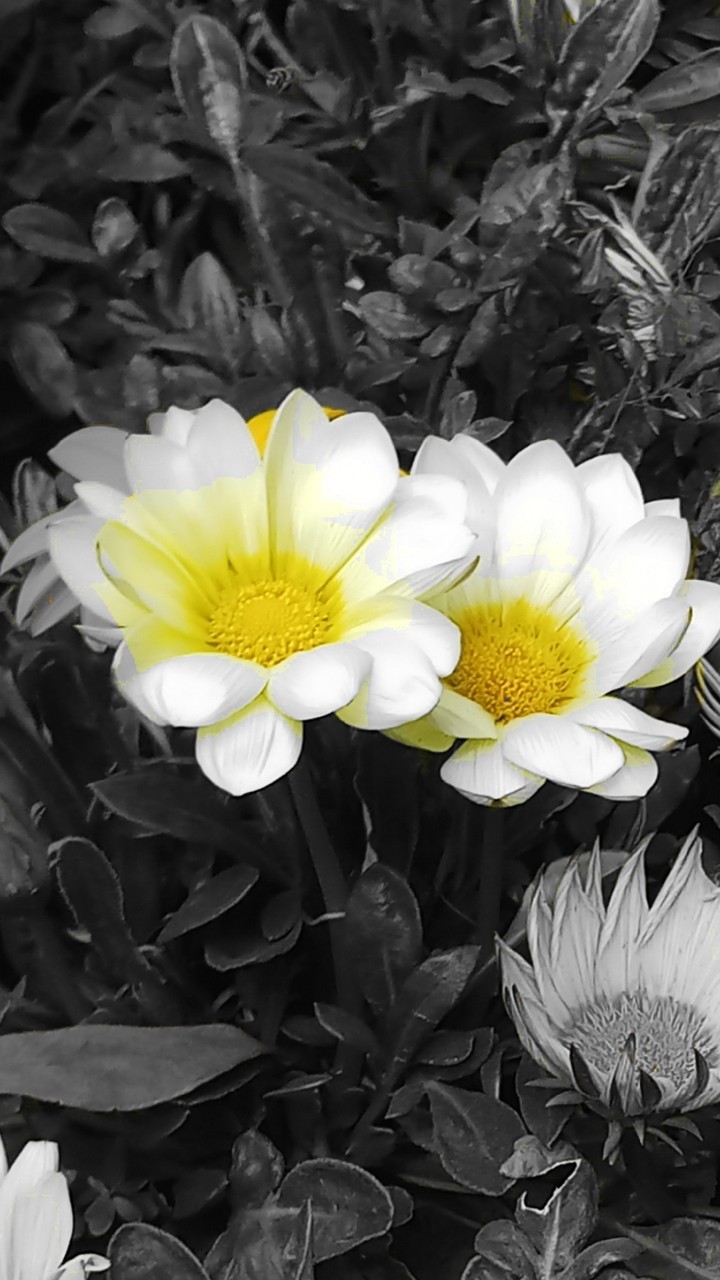 flowers