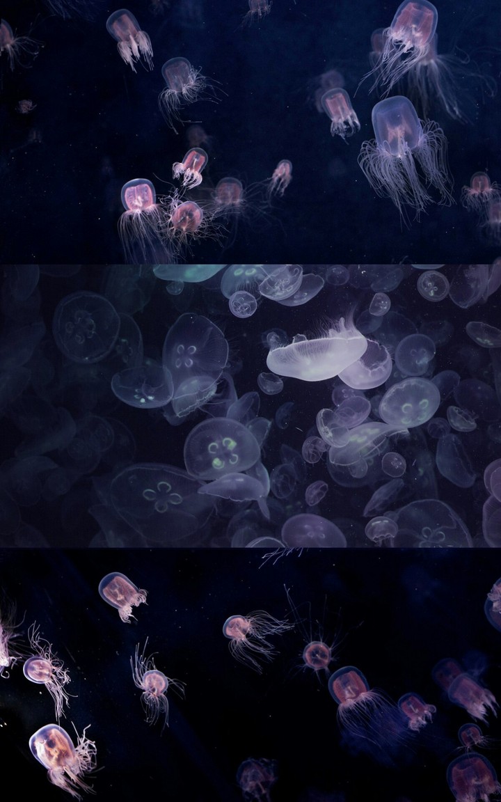 jellyfish in the night