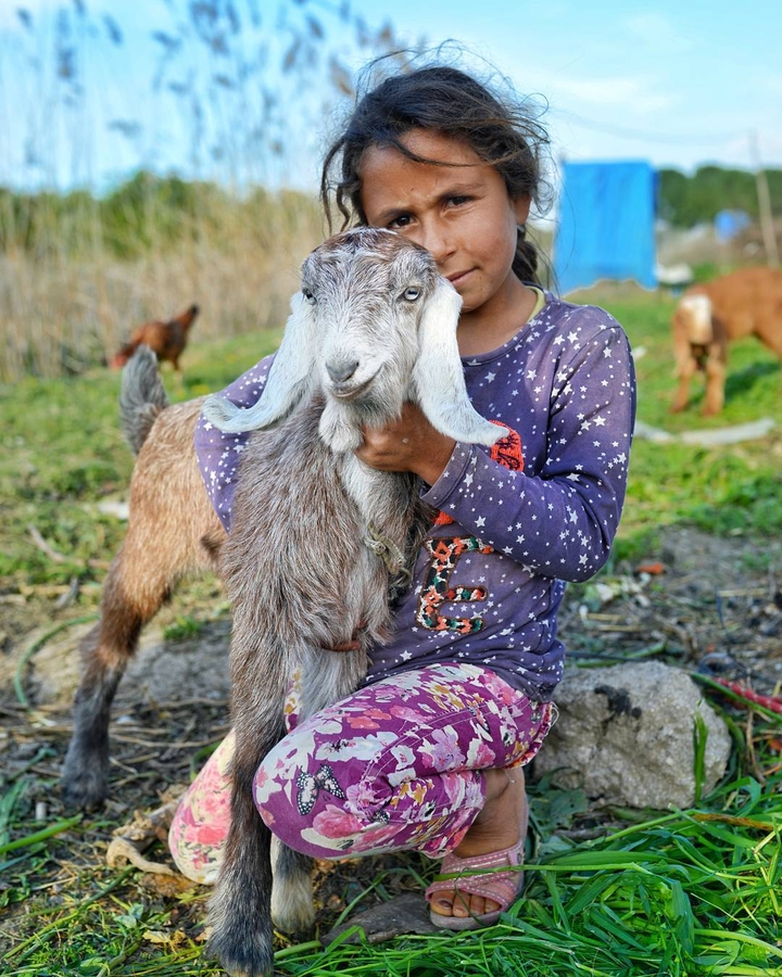 children goat