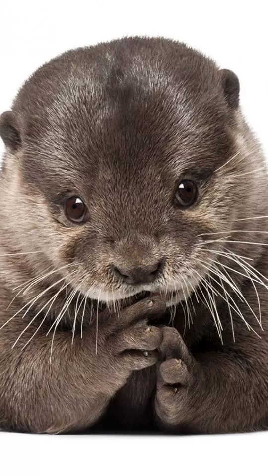 Trop mignon