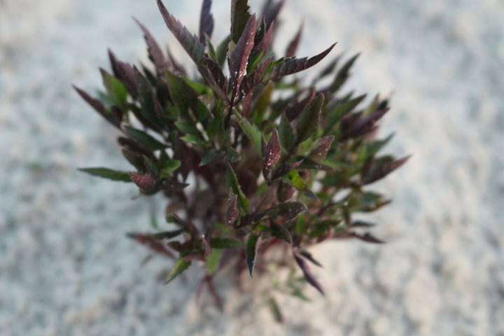 The plant