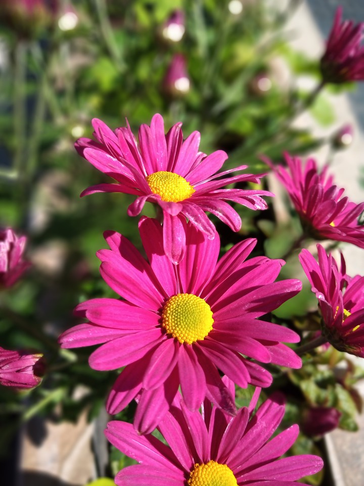 flowers