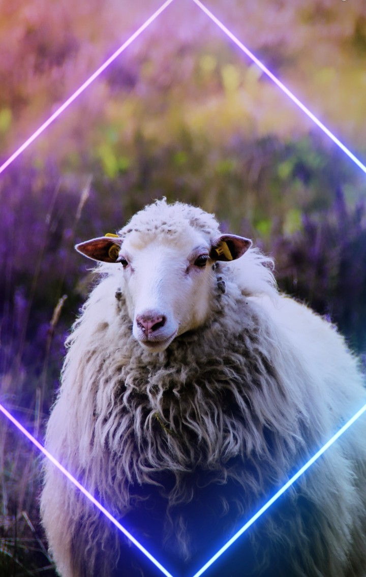 AnimalCover