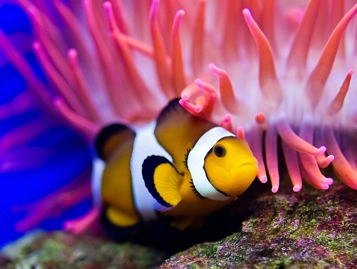 Fish
