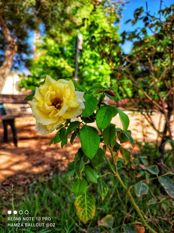 Flower ?