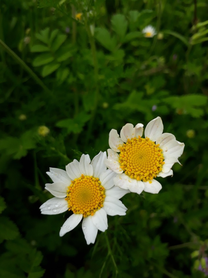 nature