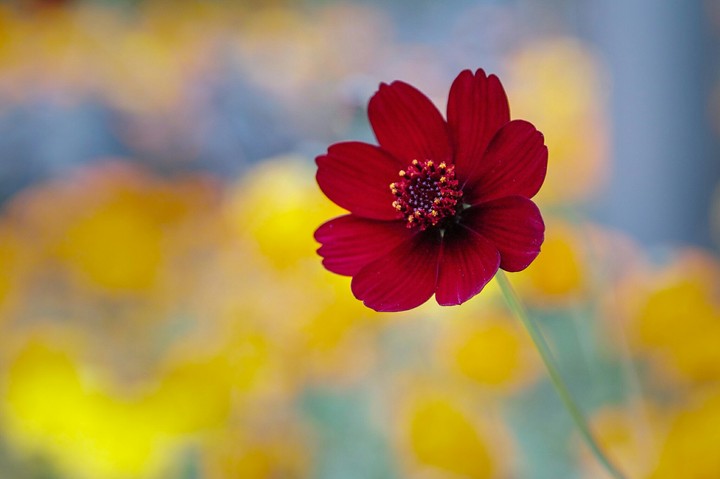 Red flower