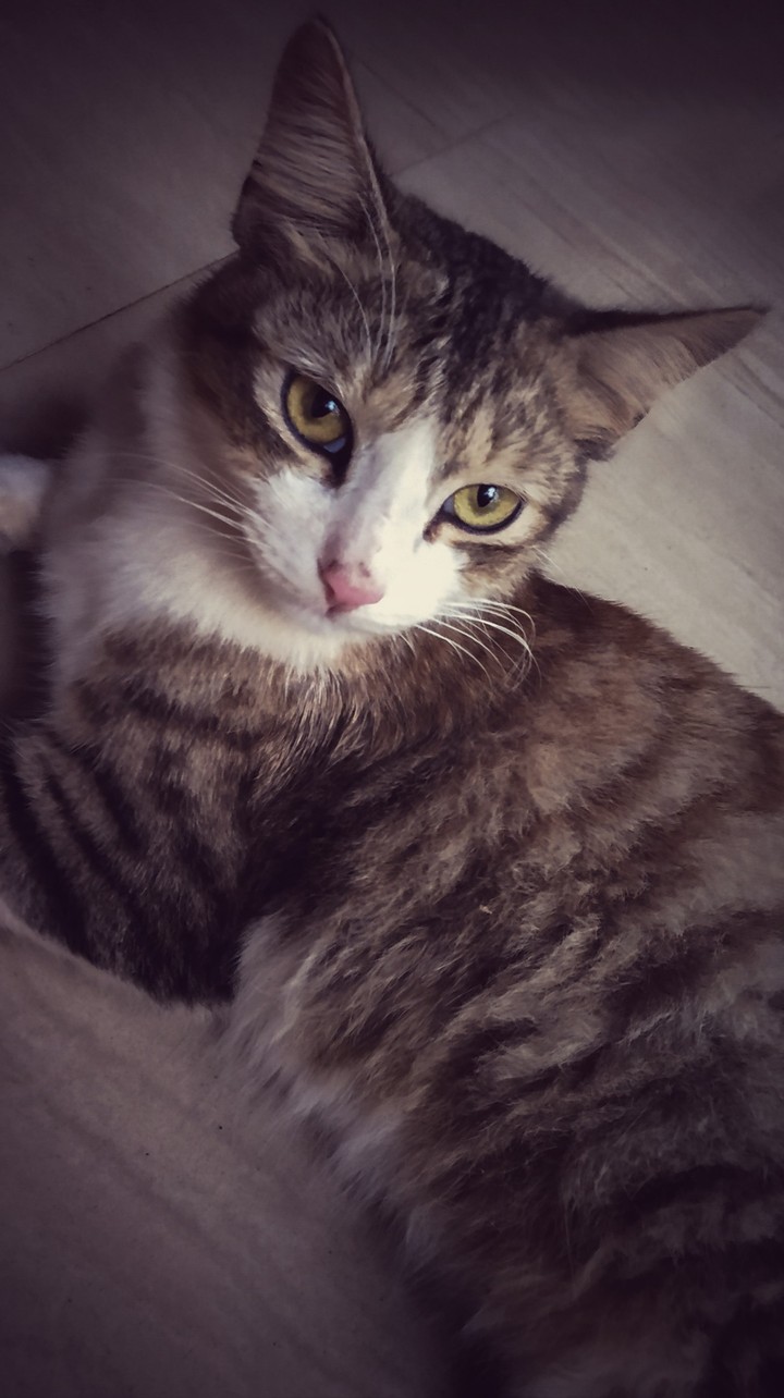 Meow