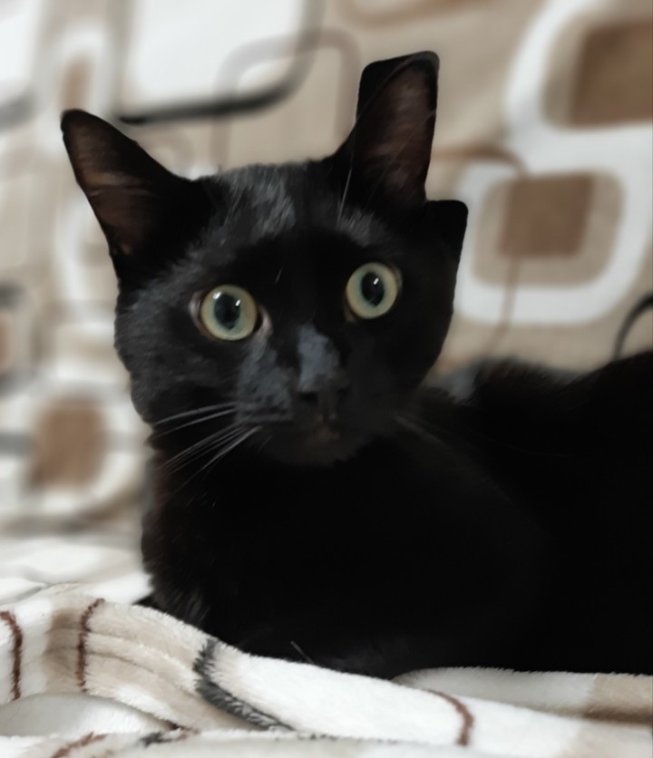кот