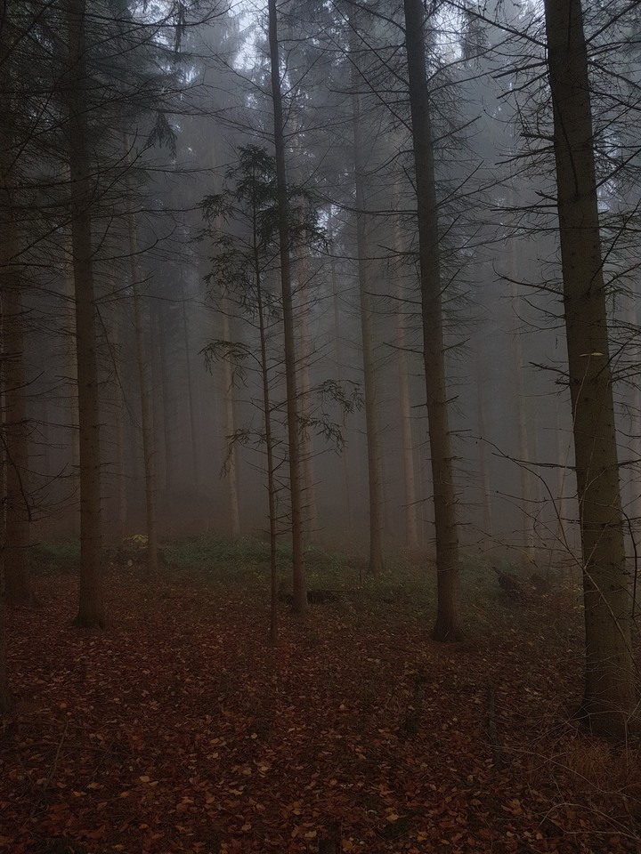 Nebelwald