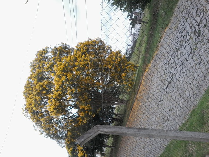 Ipê amarelo