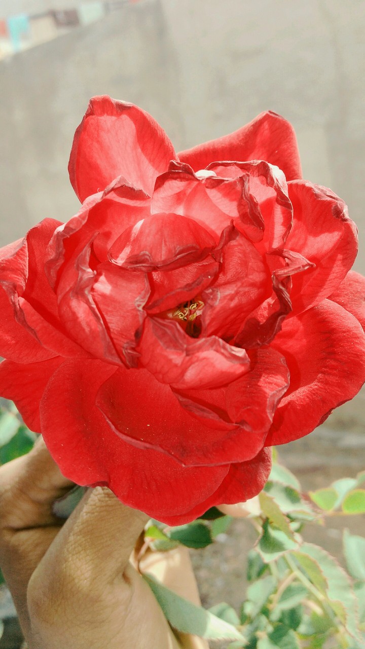 rose pink rose