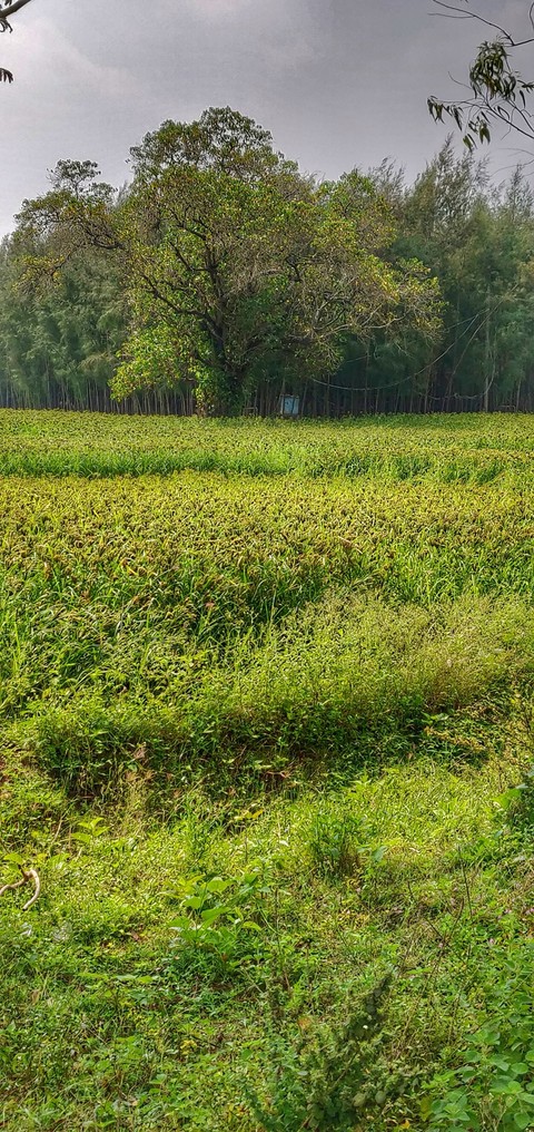 Verdure