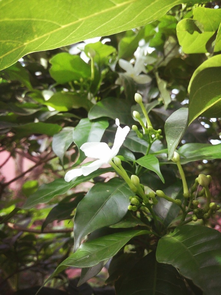 flower