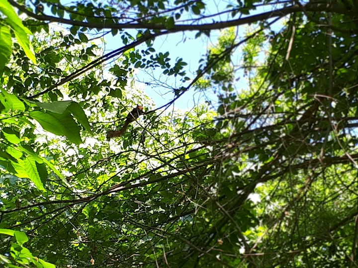 squirrel in botanical garden