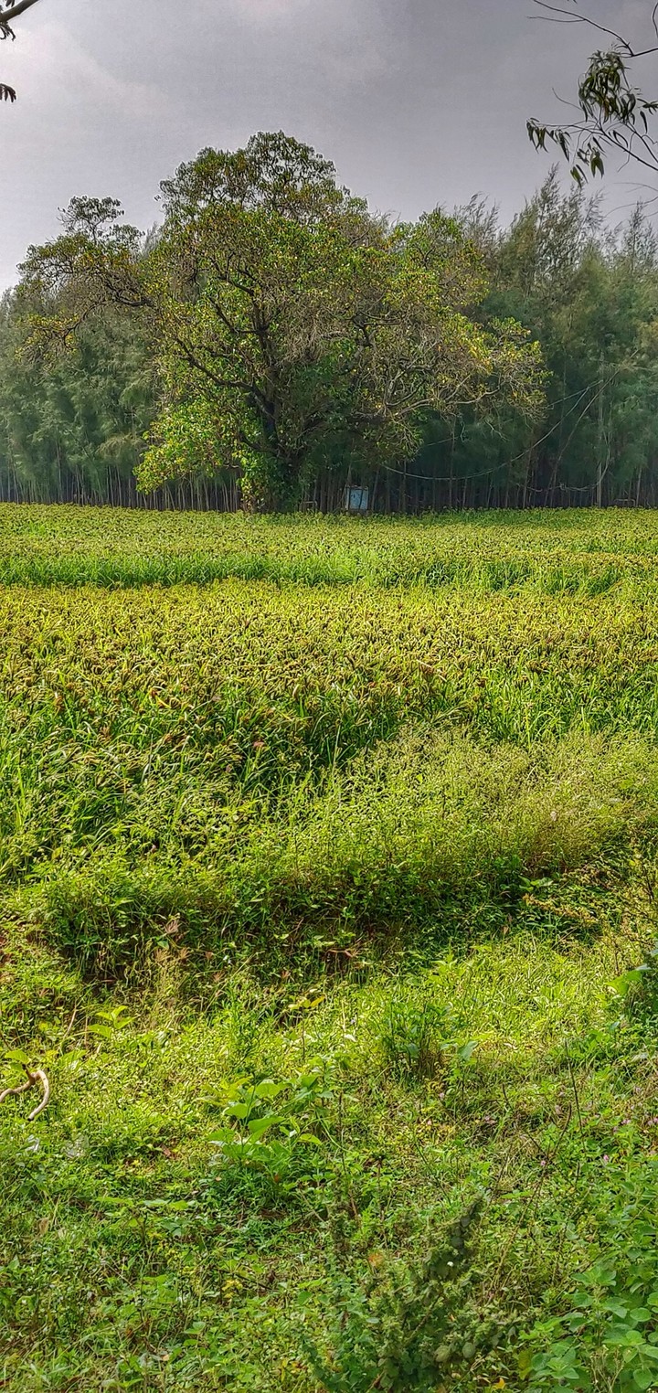 Verdure