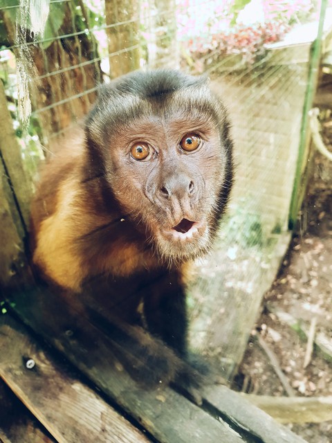 Singes