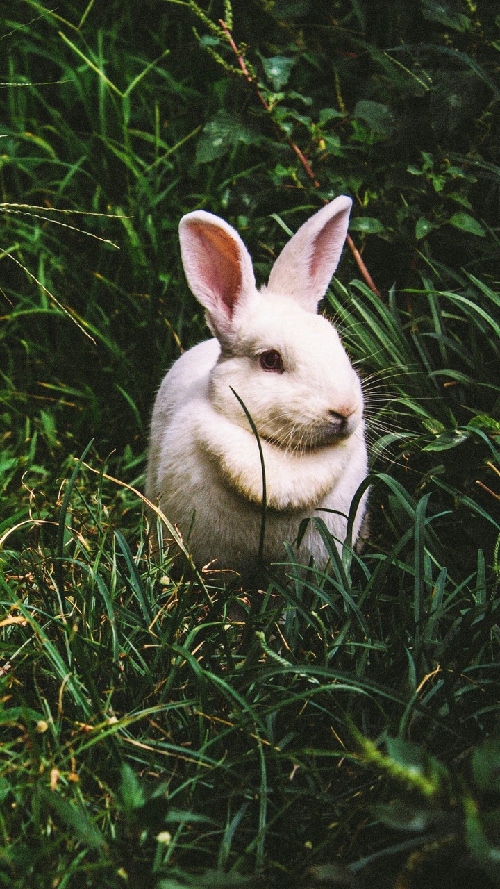 Rabbit