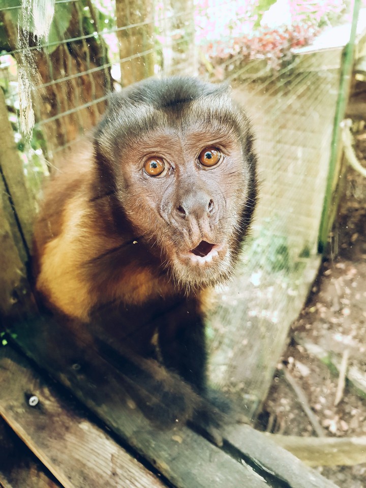Singes