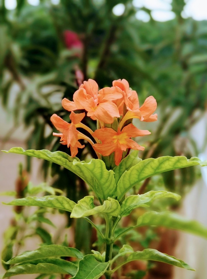 flowers