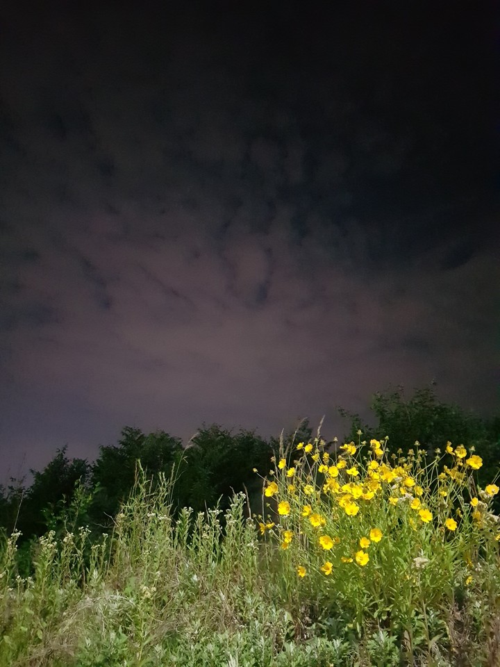 밤