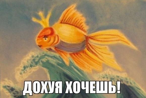 gold fish