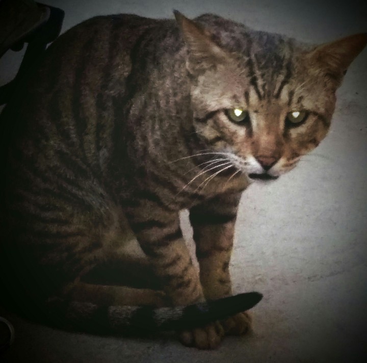 angry cat