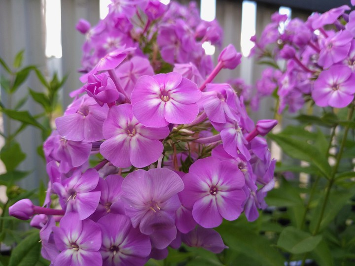 Флоксы