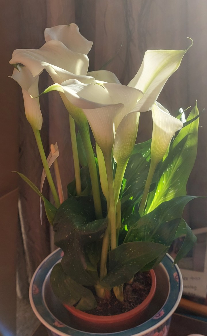 calla lily shining light