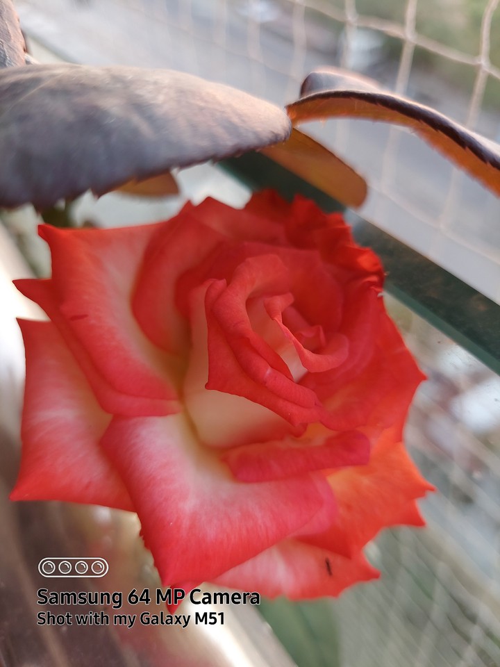 orange ? rose